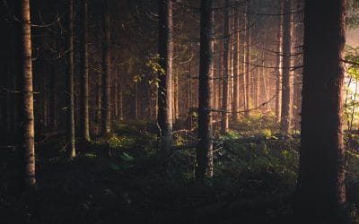 Kapitel 2: Der Wald der tausend Gesichter