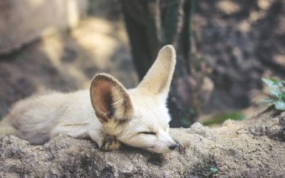 Kapitel 2: Fennec