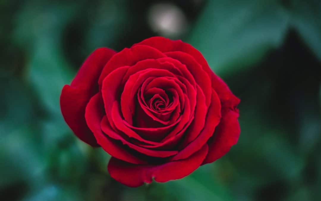 shallow focus photography of red rose