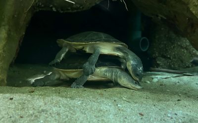 24.04.23  – under the sea